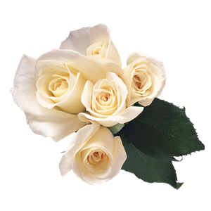 White roses PNG image-2800